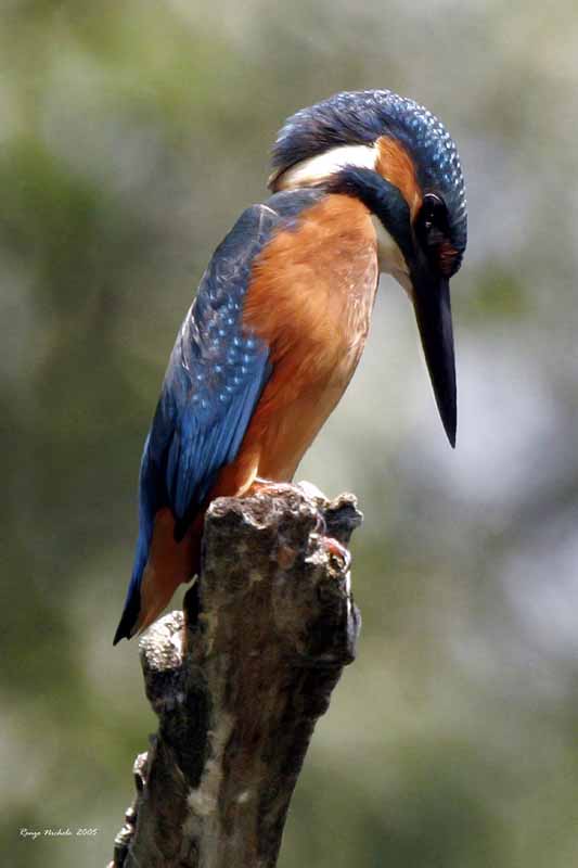 Martin pescatore -  Alcedo atthis
